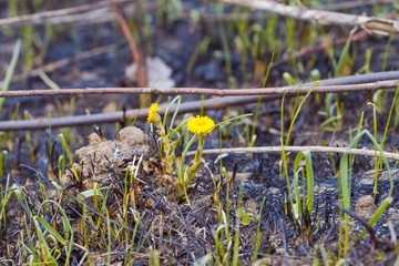 coltsfoot flowers and grass leaves grow in burned to ashes ground of a spring meadow, destruction and pollution of nature macro concept, ecological disaster and nature revival