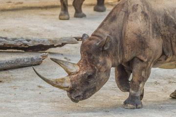 Obraz premium Black rhino