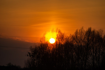 Silhouettes of tree branches on a sunset background