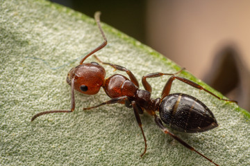 Red and black ant on a olive leaf