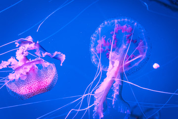 Brillantes medusas sobre un fondo azul, etéreo, increible y maravilloso,