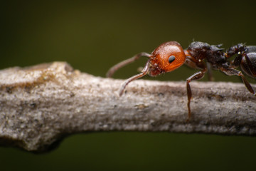 Red and black ant on a little branch