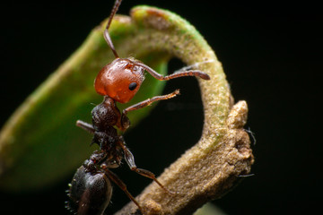 Red Black Ant on a Leaf Arch