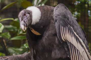 Andean condor