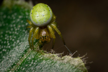 Araniella cucurbitina, female, on a broken olive leaf