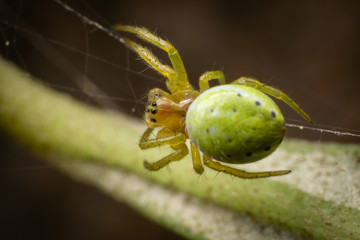 Araniella cucurbitina, female, on its web