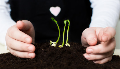 Pea sprouts in children's hands