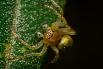Araniella cucurbitina, male, on an olive leaf