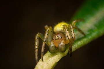 Araniella cucurbitina, male, on a  leaf