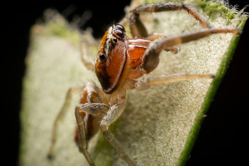Male Jumping Spider on a broken olive leaf