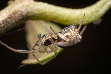 Linyphiidae female spider walking on a web thread