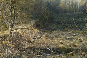spring meadow with new fresh sprouting grass growing from burned plants ash, bicycle path between trees, destruction and pollution of nature concept, ecological disaster