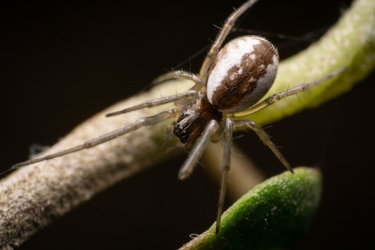 Linyphiidae female spider on a olive branch