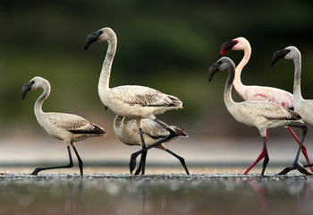Closeup of Lesser Flamingos, Lake Bogoria