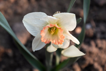 In the spring, a beautiful white and pink middle daffodil blossomed in the garden.
