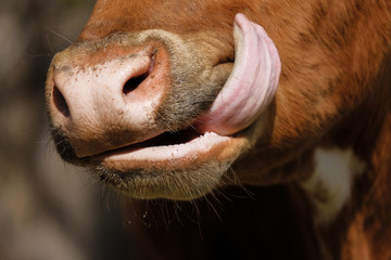Funny cow nose close up with tongue out side of mouth.