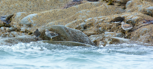 Rock sandpipers wonder across barnacle encrusted rocks at the surfline - 339688818