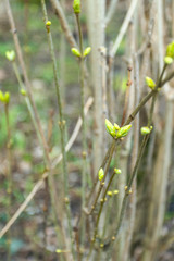 The first buds bloom on branches in early spring
