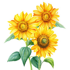 Obraz premium Bouquet of sunflowers on an isolated background, botanical illustration, flora design, watercolor flowers