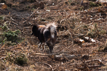 Hund läuft durch einen abgeholzen Wald