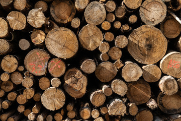 Sturmschäden und Trockenschäden im Wald