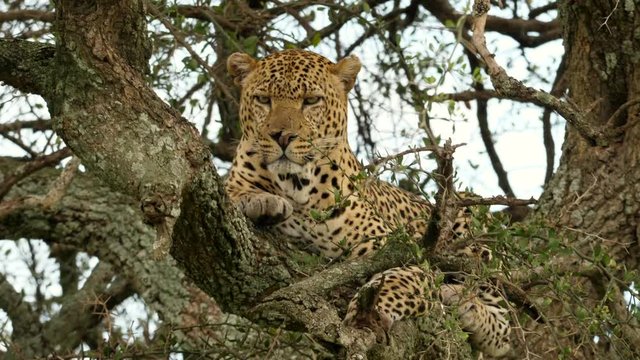 A leopard rests in a tree in the Masai Mara