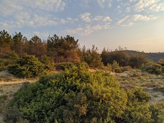 spring in the forest