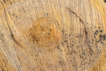 Fototapeta premium uneven cut of a wide tree trunk