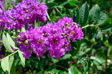 Flower Crape myrtle, Lagerstroemia bush on tree with green leaves in sunny