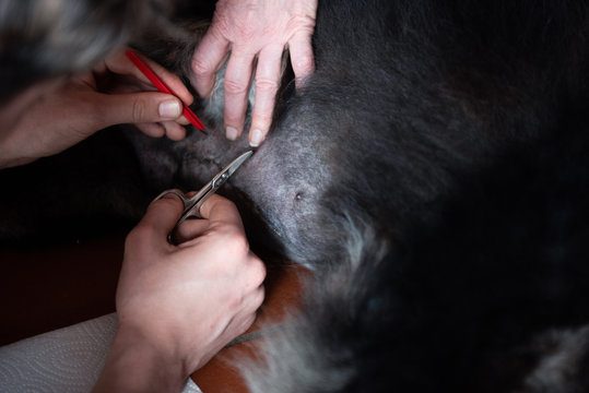 F&auml;denziehen nach einer Bauchoperation beim Hund