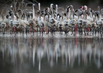 Naklejka premium Lesser Flamingos and beautiful reflection, Lake Bogoria