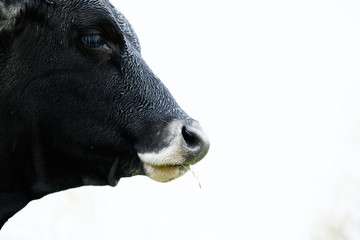 Fototapeta premium Black heifer cow isolated on white background, close up of face in profile view.