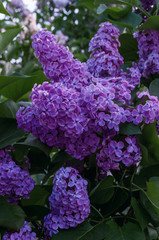Blooming lilac bush. Branch with flowers