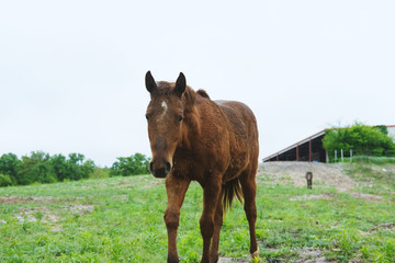 Young brown horse in green grass with sky background, close up wet hair from rain on farm.