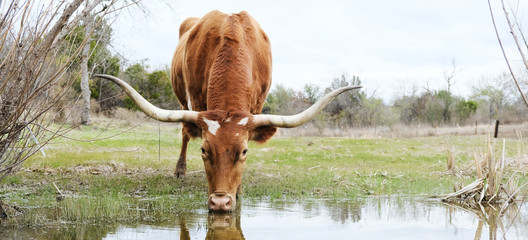 Texas longhorn cow drinking water close up from puddle in rural field.