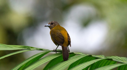 Female Red-throated Ant-Tanager balances on end of large green leafed frond - 339690279