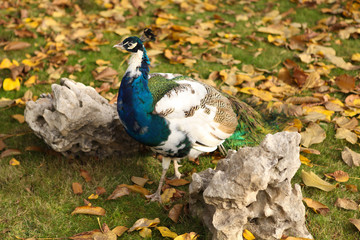 A beautiful peacock with shining iridescent wings walks on the green grass, around colorful leaves.