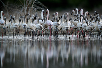 Lesser Flamingos, lake Bogoria