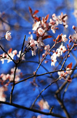 A tree blooming in spring