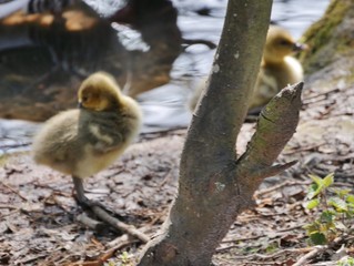 Gänschen am See