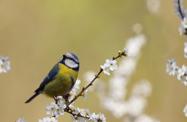 Coal tit on feeder among flowering spring branches on blurry yellow background