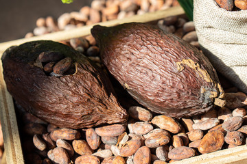 Cocoa pod on a cocoa seeds with wood table.