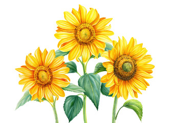 sunflowerson an isolated white background, watercolor botanical illustration