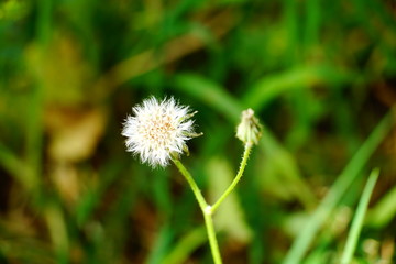 Dandelion plant white buds with seeds in the green blurred background