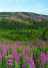 In foreground individual blooms of fireweed are clearly visible while in the distance the entire hillside is covered in pink by fireweed fields - 339691405