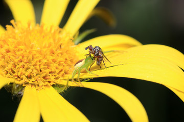 spider and bee on yellow flower