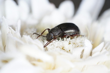 black beetle on a leaf