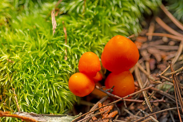 Tiny Orange Mushrooms Amongst the Mosses