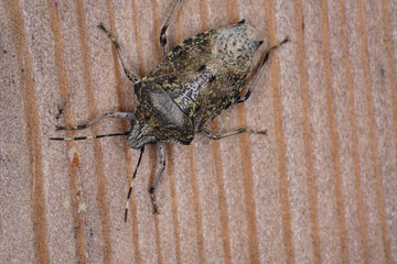 bug on wood macro