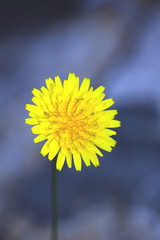 Yellow dandelion flower head close up on the blue blurred background with free copy space